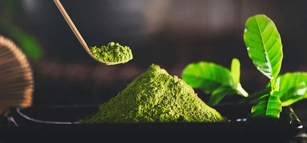 Matcha Benefits - Learn the Benefits of Matcha Green Tea